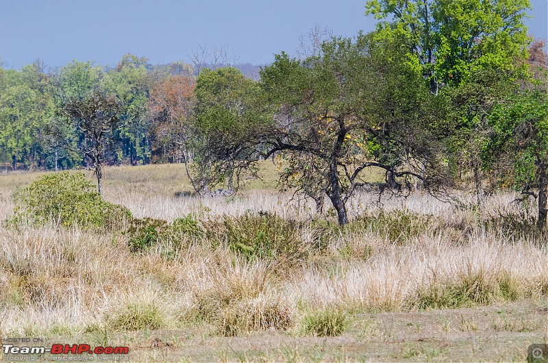 Road Trip to the Indian Savanna-_dsc1411.jpg