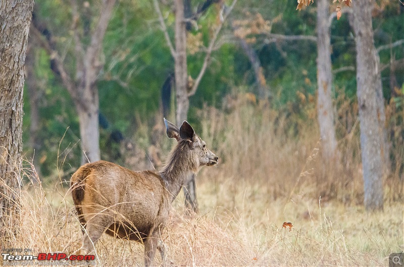 Road Trip to the Indian Savanna-_dsc1694.jpg