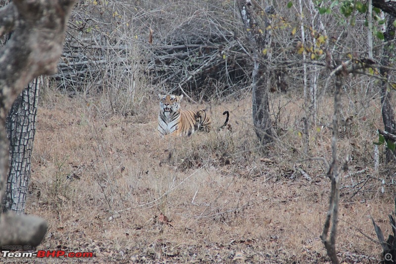 Kabini - Safaris in the summer-tiger.jpg