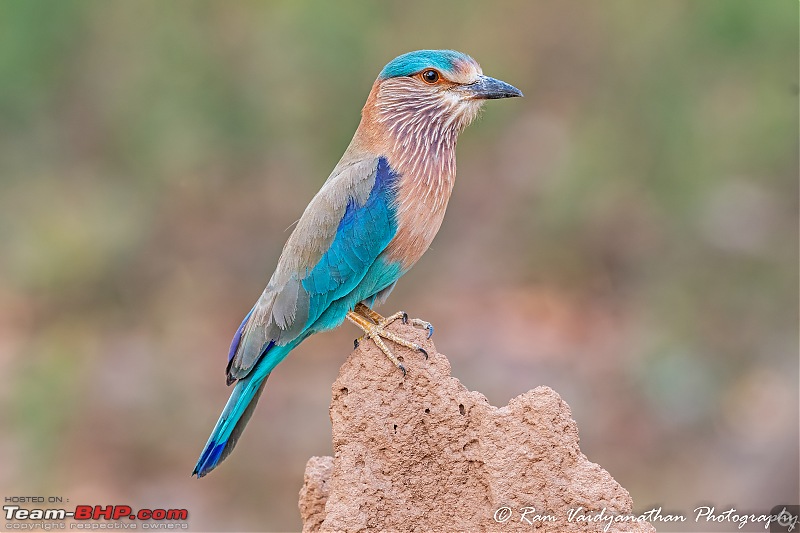 Wildlife at enchanting Kanha | A photologue-dsc_14012.jpg