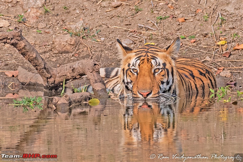 Wildlife at enchanting Kanha | A photologue-dsc_1476a2.jpg