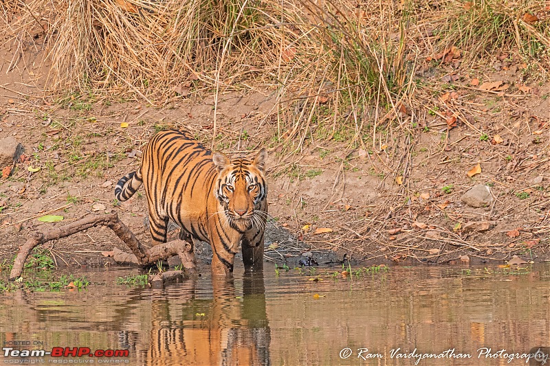 Wildlife at enchanting Kanha | A photologue-dsc_15272.jpg