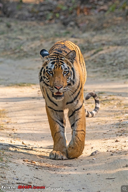 Wildlife at enchanting Kanha | A photologue-dsc_19432.jpg