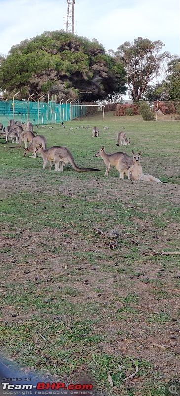 Phillip Island, Great Ocean Road - 12 Apostles & a Kia Sportage-kangaroos.jpg