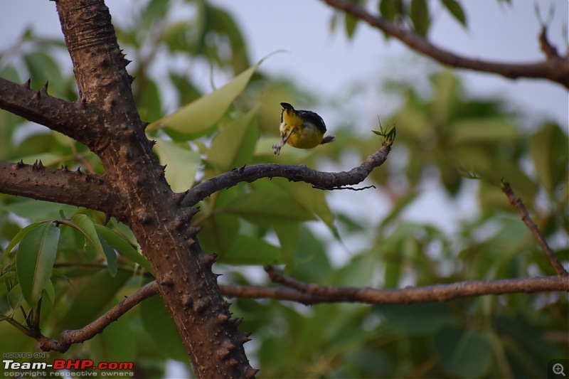 21-day lockdown stay at Girivan | Near Mulshi, Pune-bird-6.jpeg