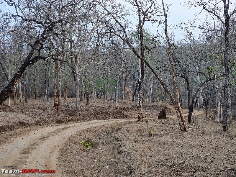 A road-trip to the forests & mountains!-_mg_7346.jpg