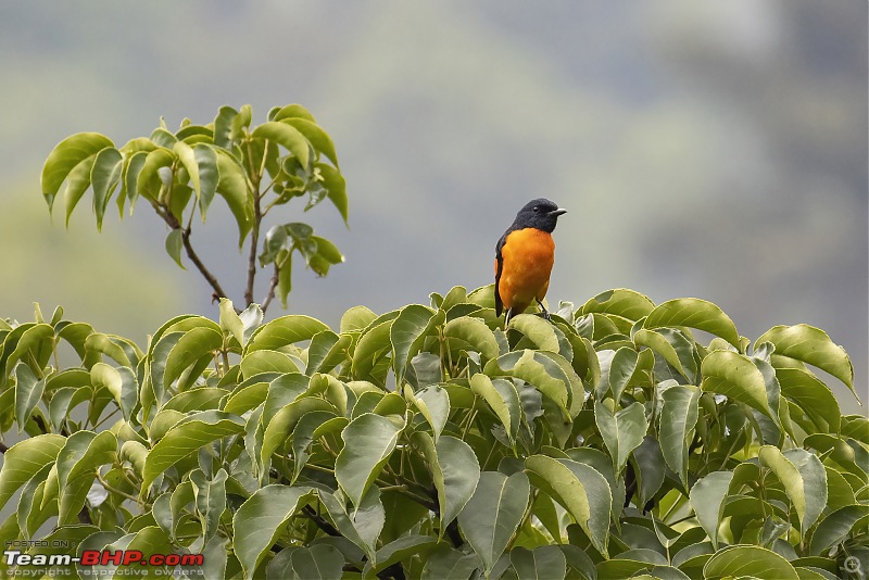 A road-trip to the forests & mountains!-_mg_9123sk.jpg