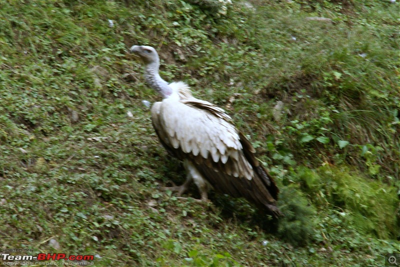 The Himachal Tribal Circuit - 2009-38-vultures-2.jpg