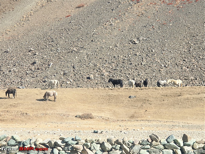 Zanskar and Pangi Valley | Drive to the unknown in my Endeavour 4x4-20201023_090602.jpg