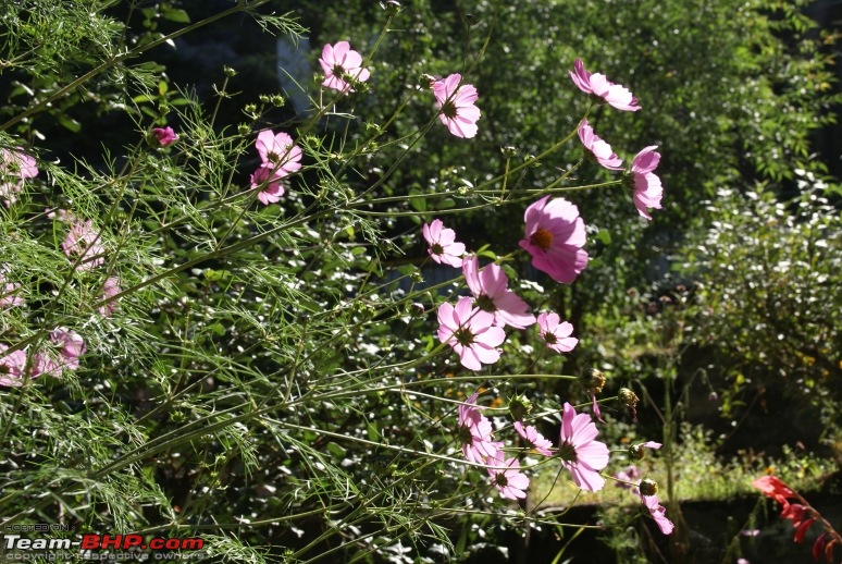 The Himachal Tribal Circuit - 2009-29-flowers-vihar.jpg