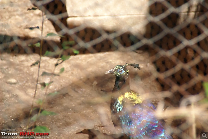 The Himachal Tribal Circuit - 2009-39-monal-2.jpg