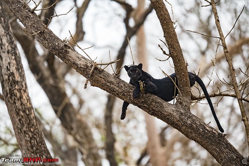 The Black Lord of Kabini (Panther)!-dsc_0201.jpg