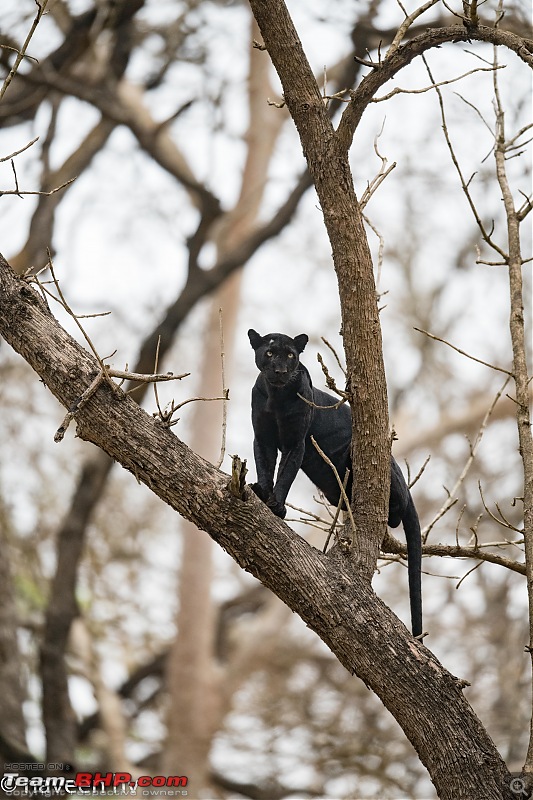 The Black Lord of Kabini (Panther)!-dsc_0230.jpg