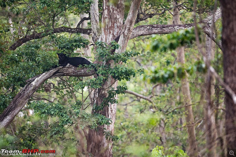 The Black Lord of Kabini (Panther)!-dsc_0761.jpg