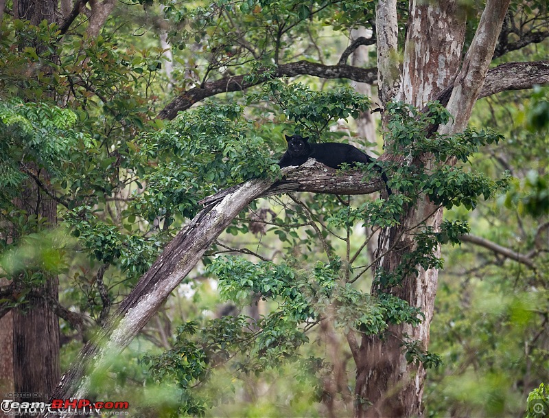 The Black Lord of Kabini (Panther)!-dsc_0788.jpg