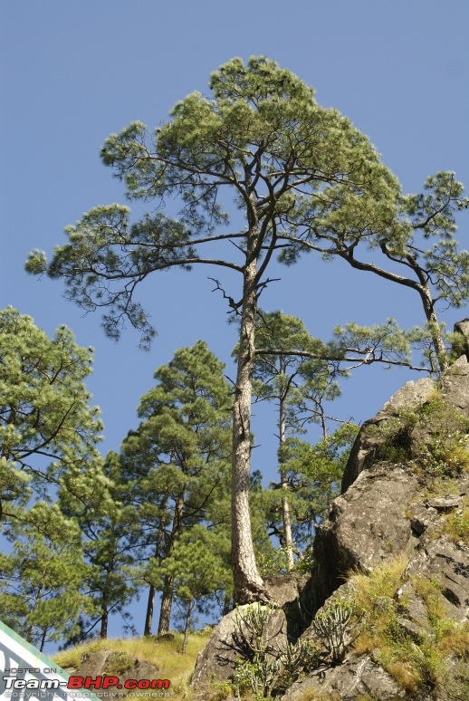 The Himachal Tribal Circuit - 2009-14-serpent-trees.jpg