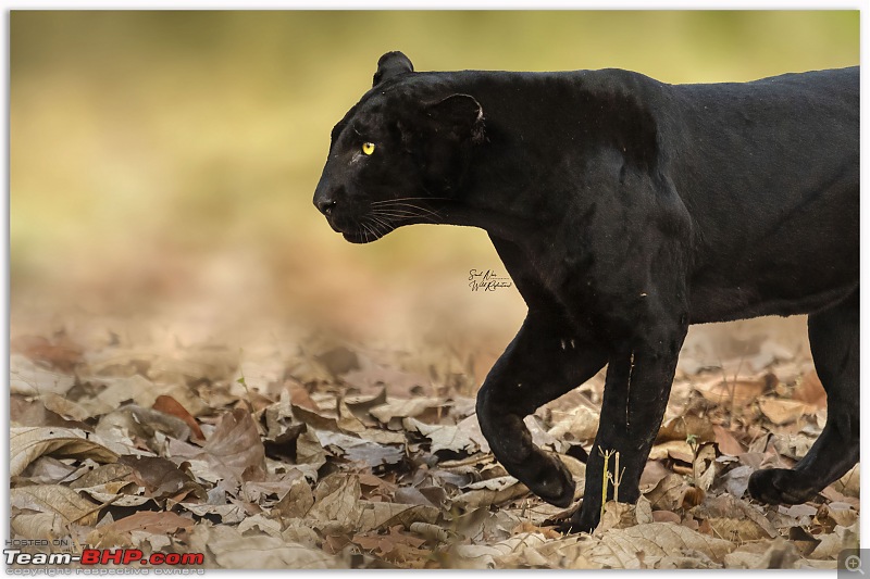 20 years of Kabini journeys | Nagarhole National Park-1_frame_in-green-creamy-bkgd.jpg