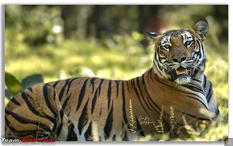20 years of Kabini journeys | Nagarhole National Park-3_tiger-sitting-good.jpg