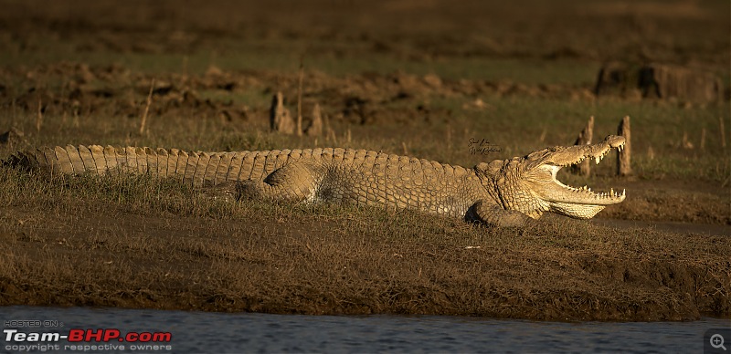 20 years of Kabini journeys | Nagarhole National Park-5_crock1.jpg