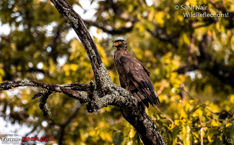 20 years of Kabini journeys | Nagarhole National Park-5_dsc_9918.jpg