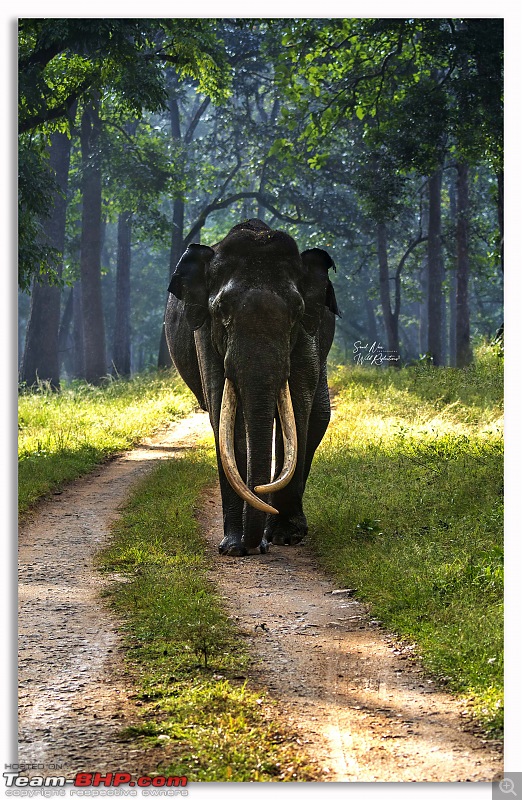 20 years of Kabini journeys | Nagarhole National Park-ele-scape2.jpg