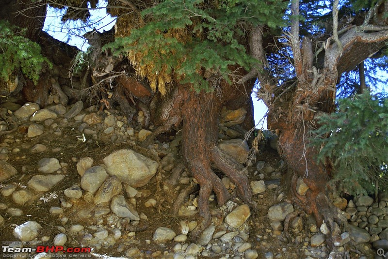 The Himachal Tribal Circuit - 2009-09-rocky-tree.jpg