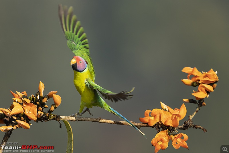 Bird photography from a Hide-a20i4392.jpg