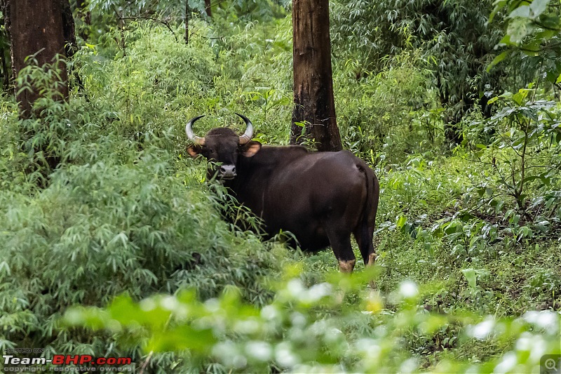 Monsoon Drive to Bhadra Tiger Reserve - A Photologue-gaur.jpg