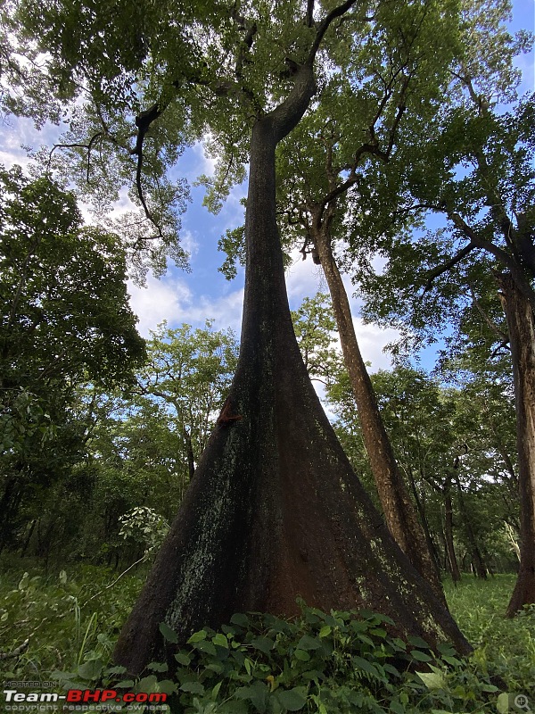 Monsoon Drive to Bhadra Tiger Reserve - A Photologue-200-year-old-tree.jpg