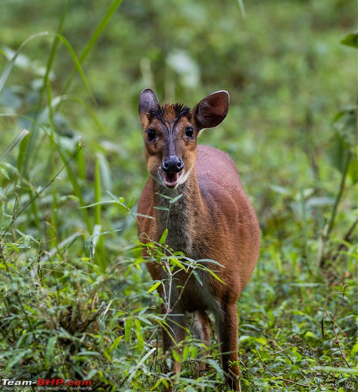 Monsoon Drive to Bhadra Tiger Reserve - A Photologue-barking-deer-1.jpg