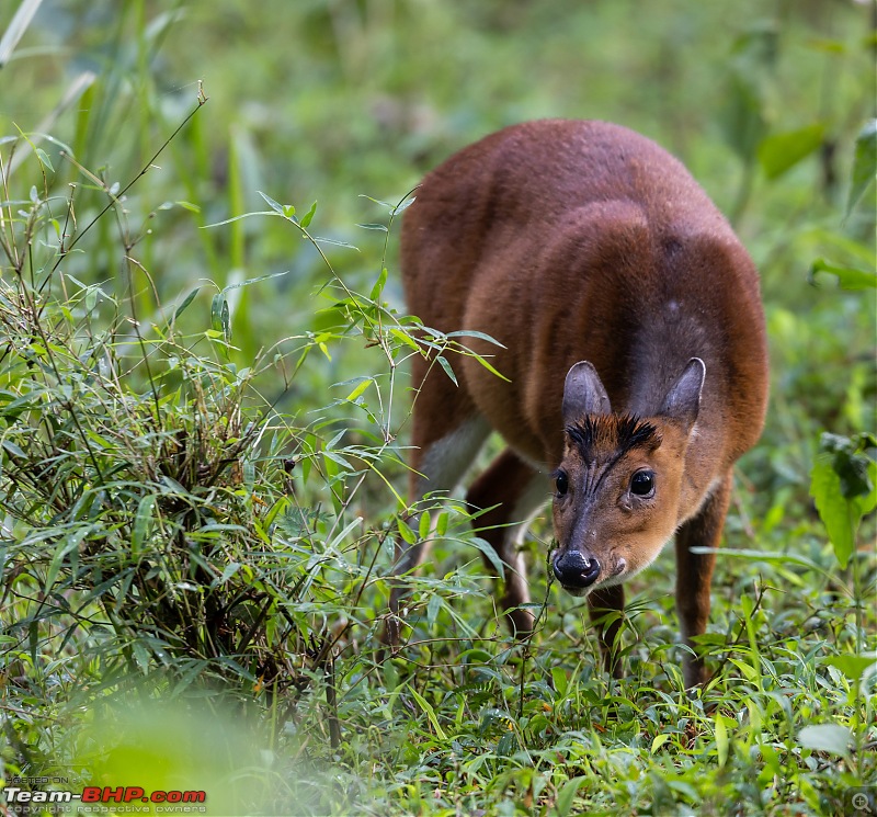 Monsoon Drive to Bhadra Tiger Reserve - A Photologue-barking-deer-3.jpg