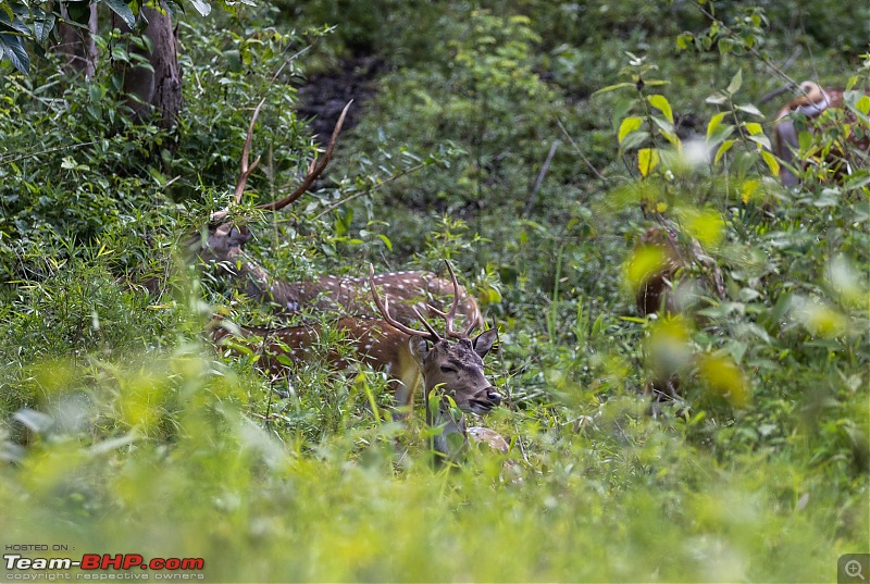 Monsoon Drive to Bhadra Tiger Reserve - A Photologue-deer-2.jpg