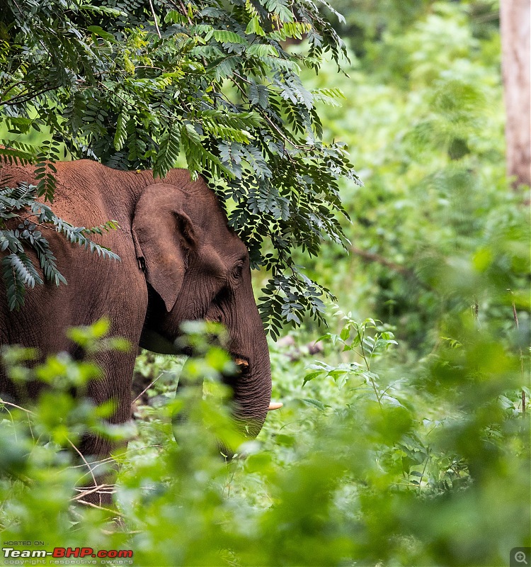 Monsoon Drive to Bhadra Tiger Reserve - A Photologue-elephant-1.jpg