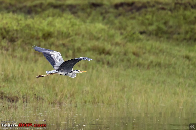 Monsoon Drive to Bhadra Tiger Reserve - A Photologue-great-blue-heron-2.jpg