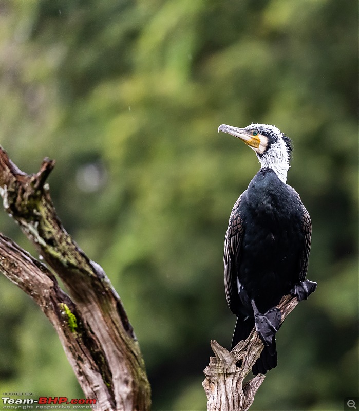 Monsoon Drive to Bhadra Tiger Reserve - A Photologue-great-cormorant-2.jpg