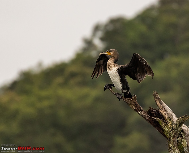 Monsoon Drive to Bhadra Tiger Reserve - A Photologue-great-cormorant-4.jpg