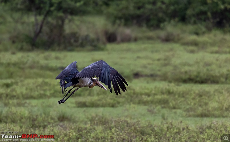 Monsoon Drive to Bhadra Tiger Reserve - A Photologue-painted-stork-2.jpg