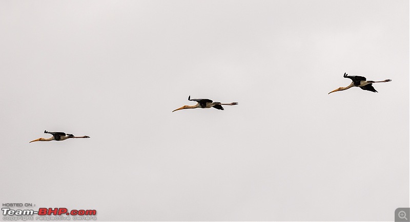 Monsoon Drive to Bhadra Tiger Reserve - A Photologue-painted-stork-4.jpg