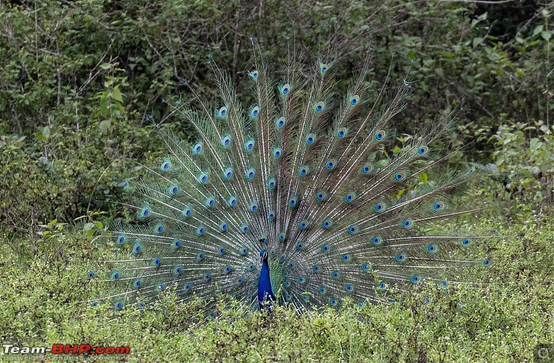 Monsoon Drive to Bhadra Tiger Reserve - A Photologue-peacock-1.jpg