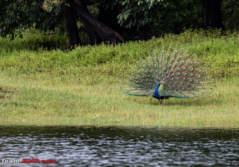 Monsoon Drive to Bhadra Tiger Reserve - A Photologue-peacock-2.jpg