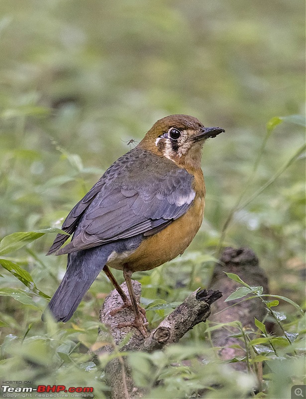 Monsoon Drive to Bhadra Tiger Reserve - A Photologue-0m2a0435web.jpg