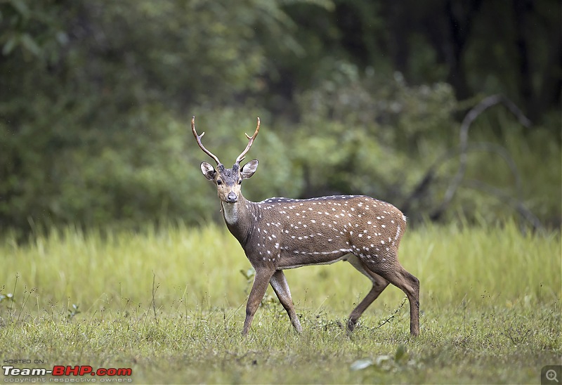 Monsoon Drive to Bhadra Tiger Reserve - A Photologue-a20i0240web.jpg