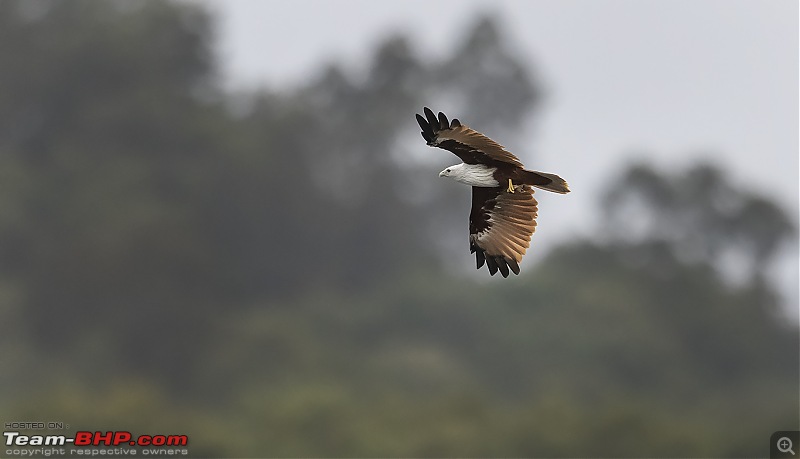 Monsoon Drive to Bhadra Tiger Reserve - A Photologue-0m2a0649web.jpg