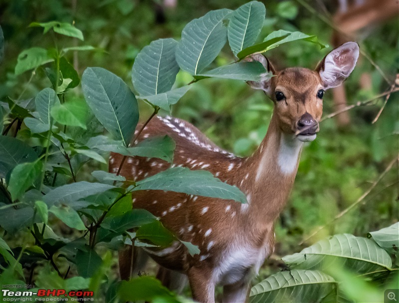 Monsoon Drive to Bhadra Tiger Reserve - A Photologue-dsc_44602.jpg