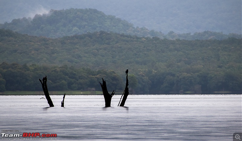 Monsoon Drive to Bhadra Tiger Reserve - A Photologue-dsc_4531.jpg