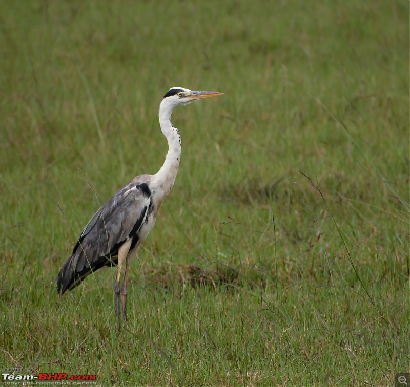 Monsoon Drive to Bhadra Tiger Reserve - A Photologue-dsc_4893.jpg