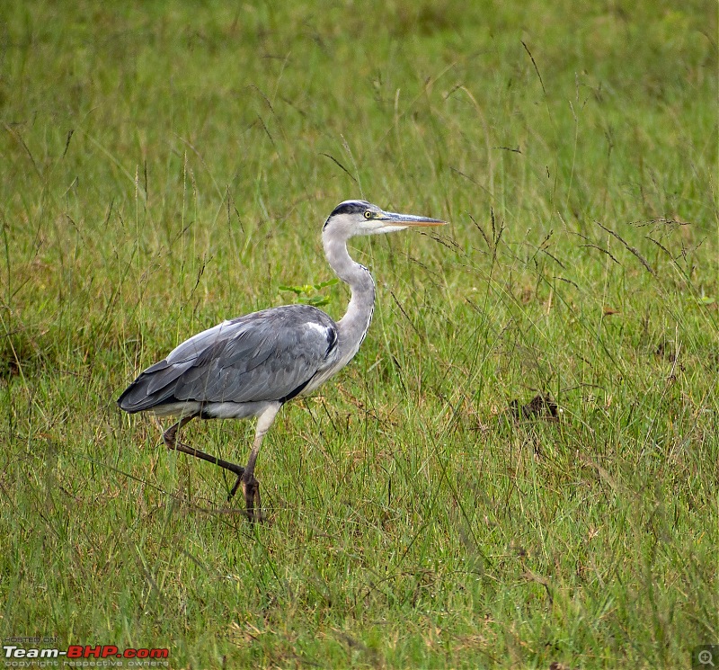 Monsoon Drive to Bhadra Tiger Reserve - A Photologue-dsc_4891.jpg