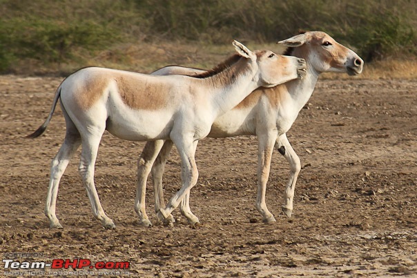 Kutch Kutch Hota Hai - Into Heart Of The Little Rann-neck1.jpg