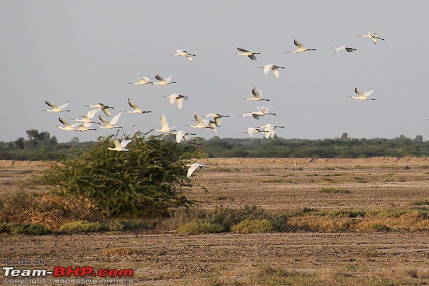 Kutch Kutch Hota Hai - Into Heart Of The Little Rann-flybye.jpg