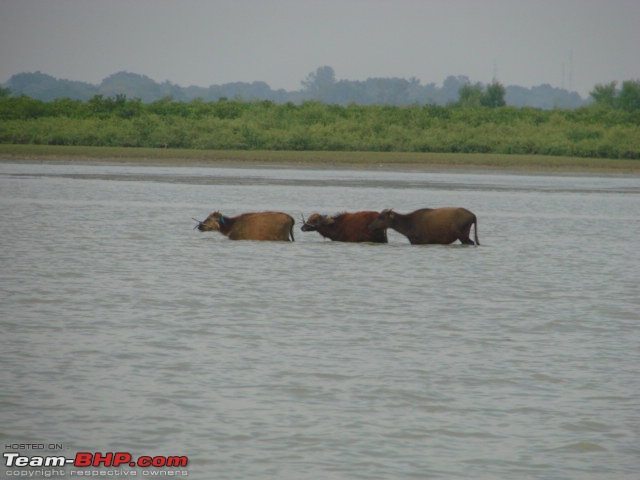 Puri and Chilka from Kolkata - Rediscovering coastal Orissa-dsc03154.jpg